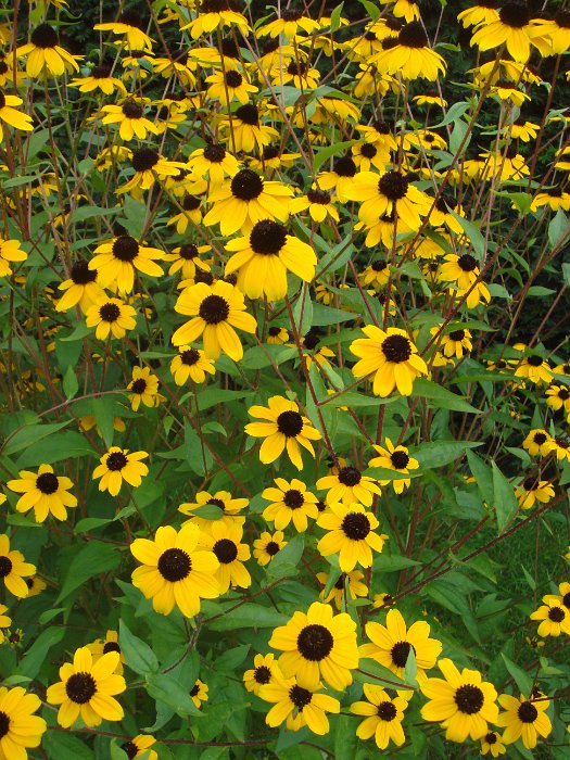 Rudbeckia triloba (3)